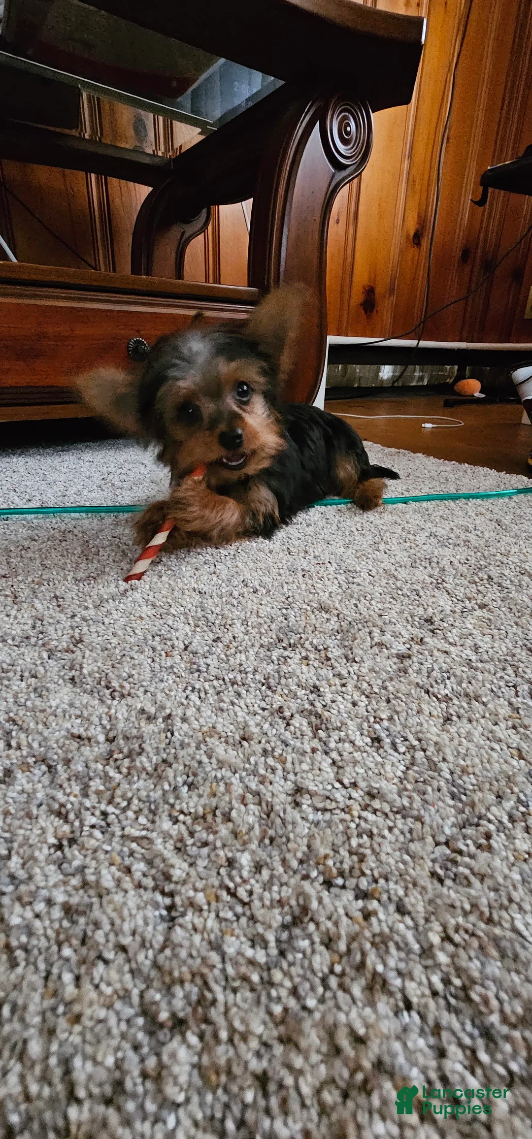 Gallery Image {{count}}