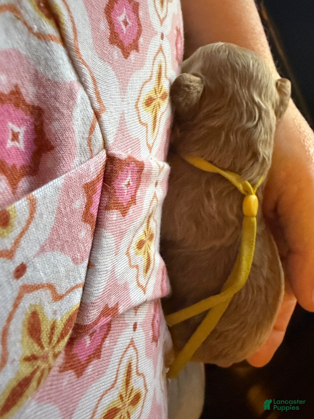 Miniature Poodle dogs for sale: AKC Miniature Poodle Puppy Yellow - Ad 2