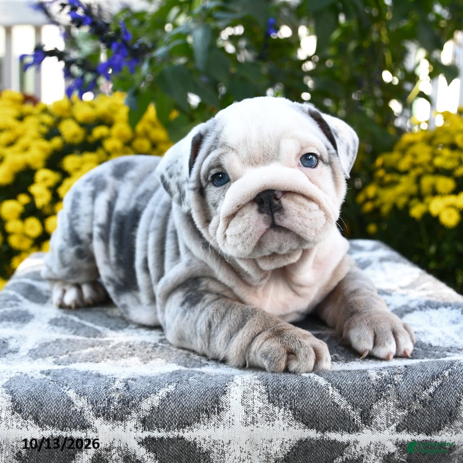 English Bulldog dogs Tamarisk - Ad 2