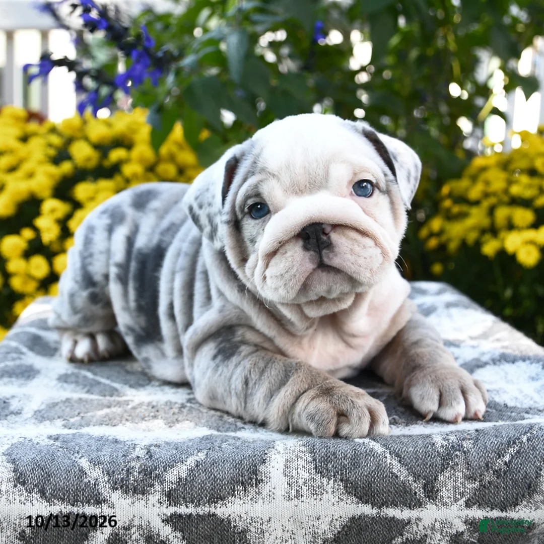 English Bulldog dogs for sale: Tamarisk - Ad 2