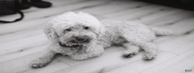 Pongo