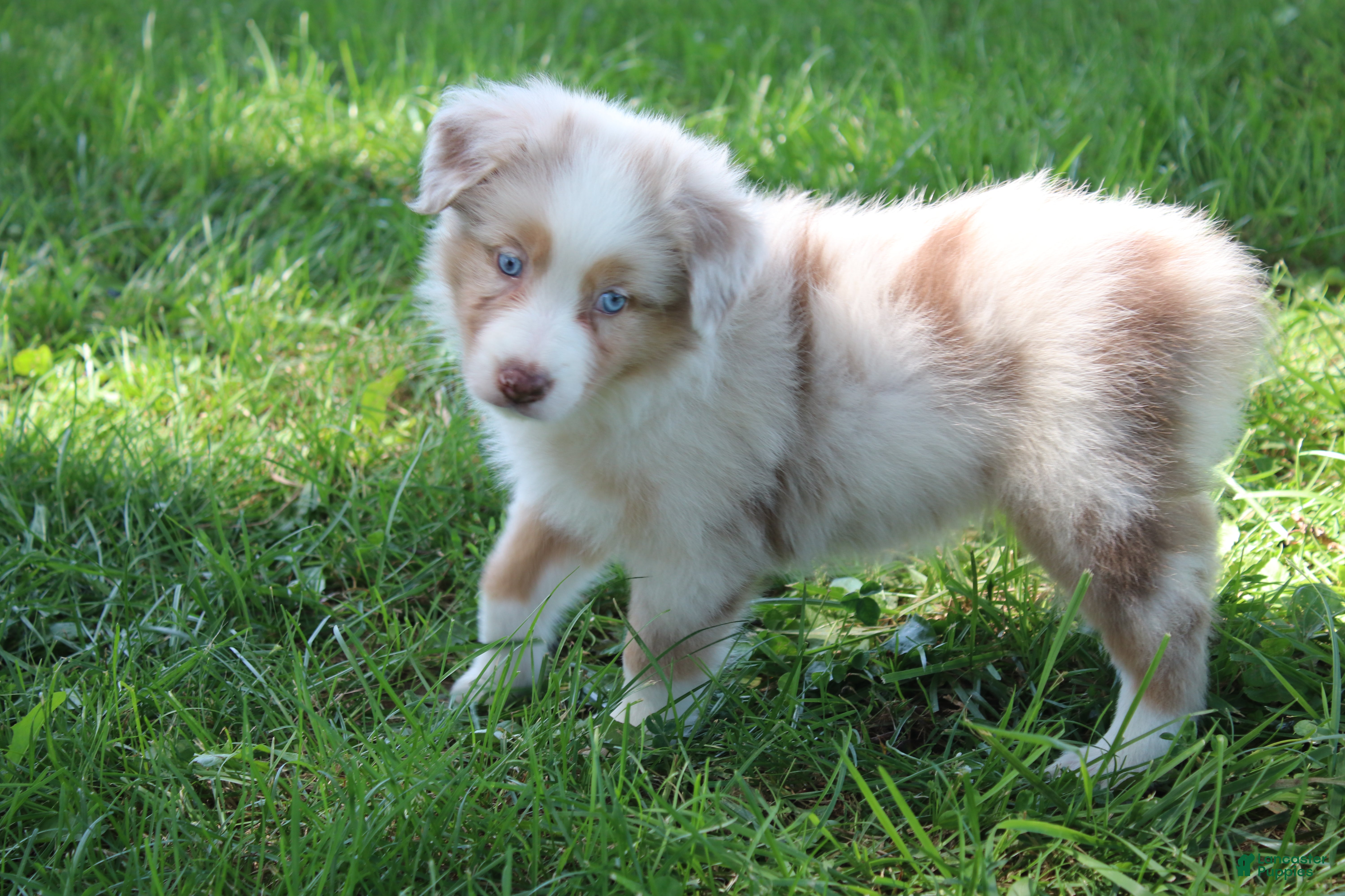 Australian Shepherd dogs Sassy - Ad 15