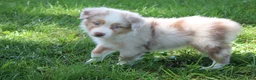 Australian Shepherd dogs for sale: Sassy - Ad 1
