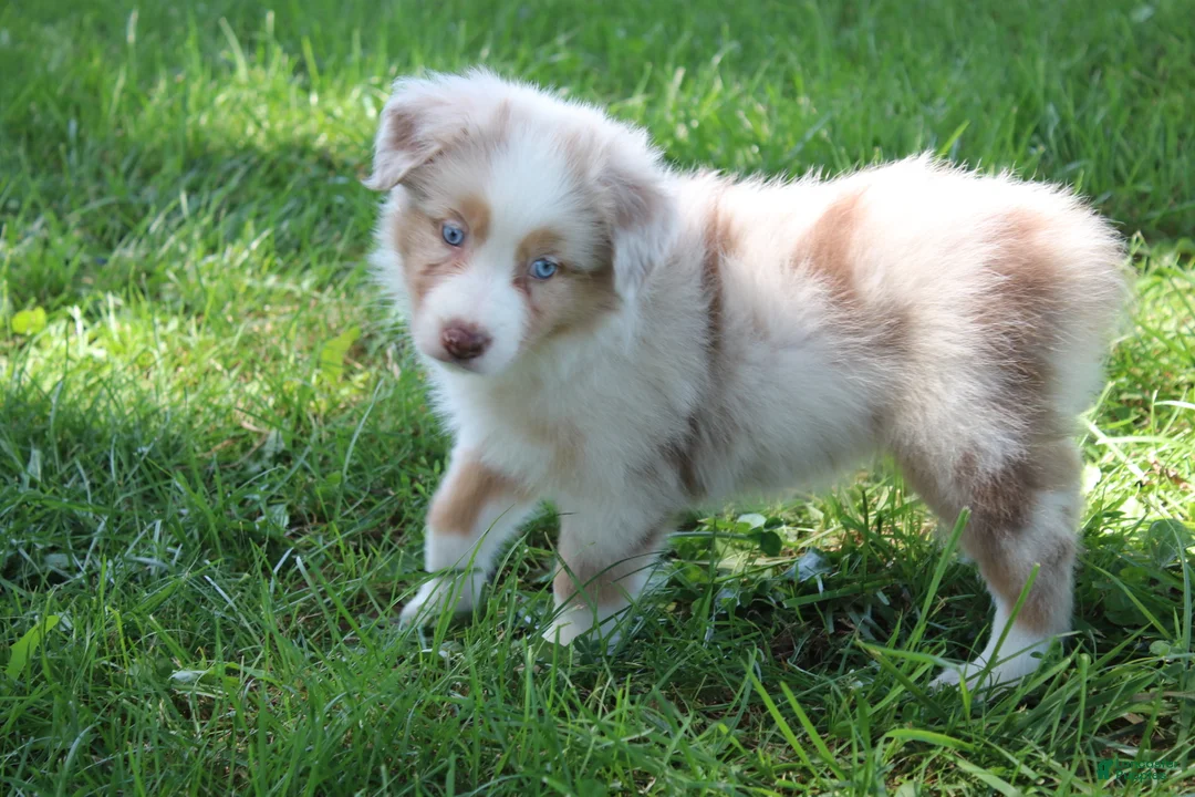 Australian Shepherd dogs for sale: Sassy - Ad 1