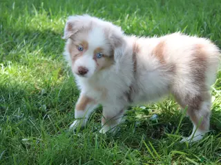 Australian Shepherd dogs Sassy - Ad 34