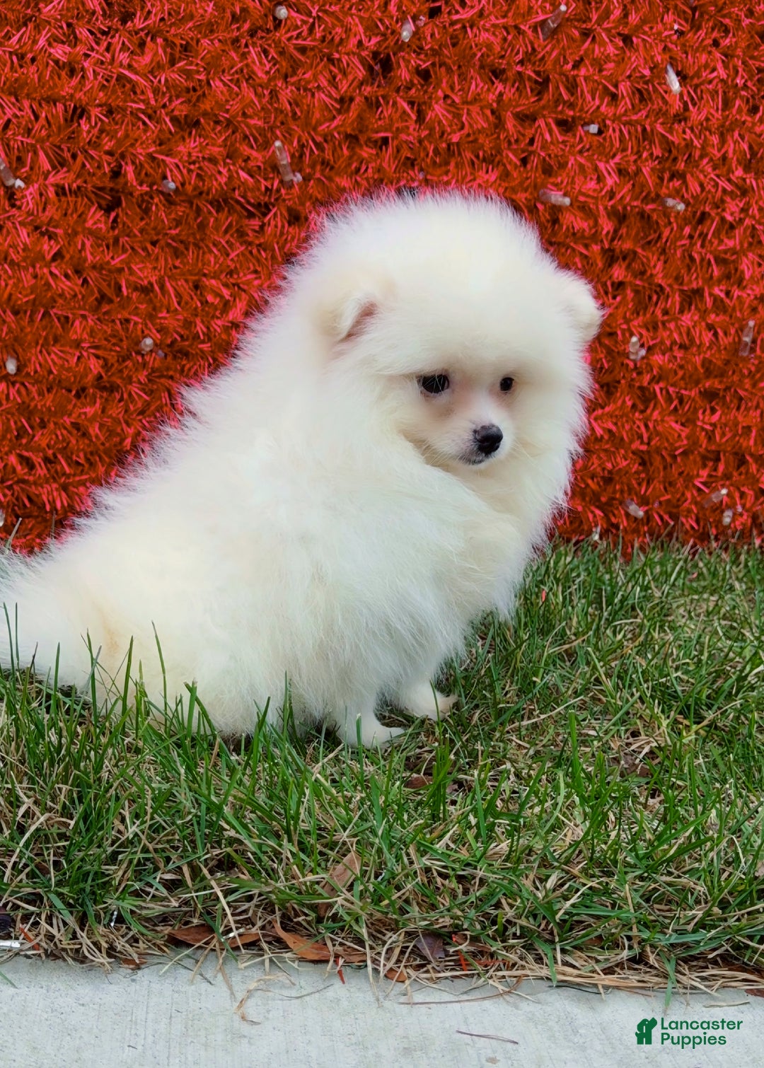 Pomeranian dogs for sale: Pomeranian Puppy cuddles  - Ad 2