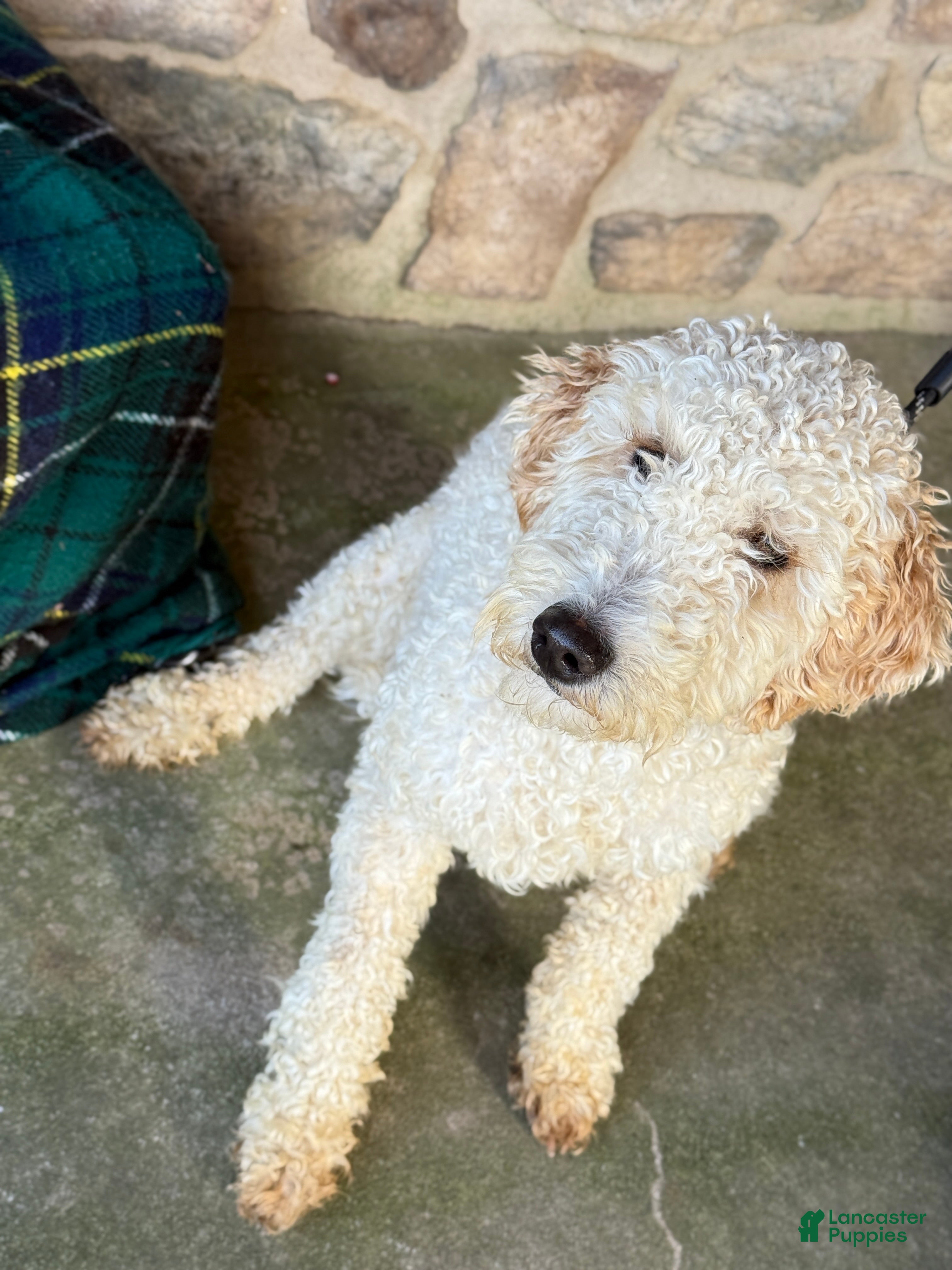 Mini Goldendoodle dogs Caidence - Ad 1