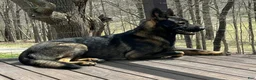 German Shepherd dogs for sale: German Shepherd 1 - Ad 2