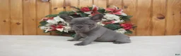 French Bulldog dogs for sale: AKC Sage - Ad 3