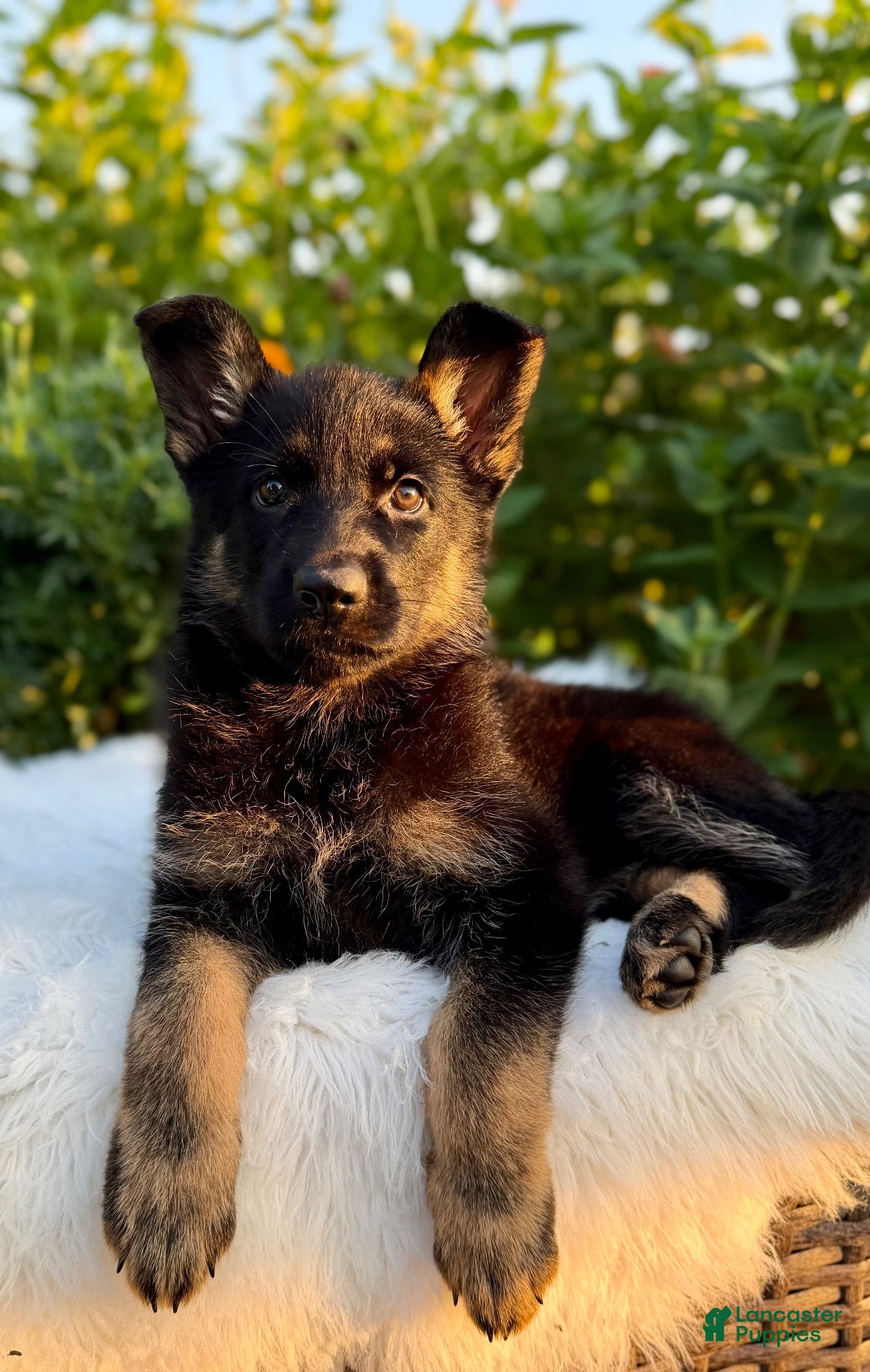 German Shepherd dogs Viper - Ad 1