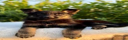 German Shepherd dogs for sale: Viper - Ad 1