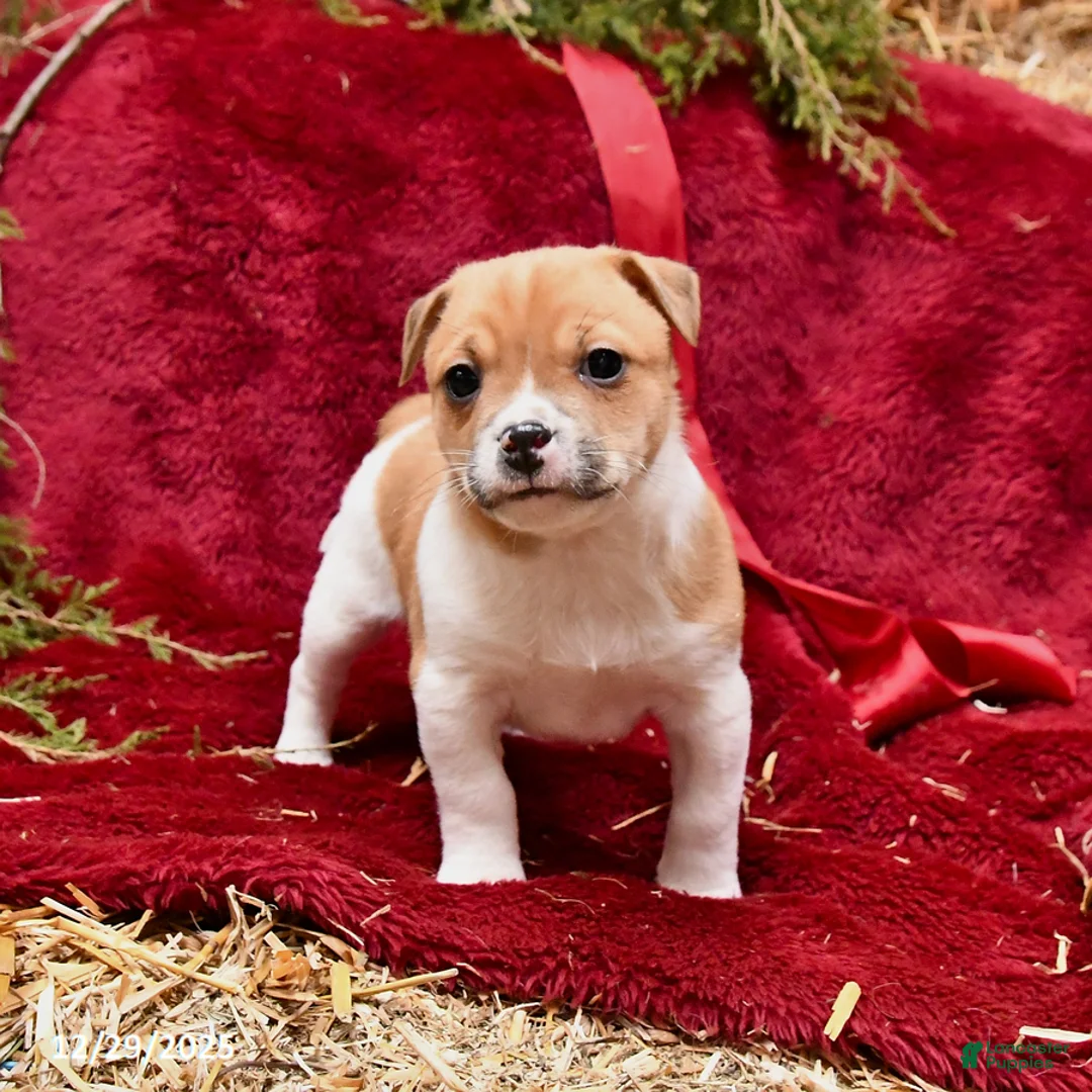 Mixed Breed dogs for sale: Puddles - Ad 3