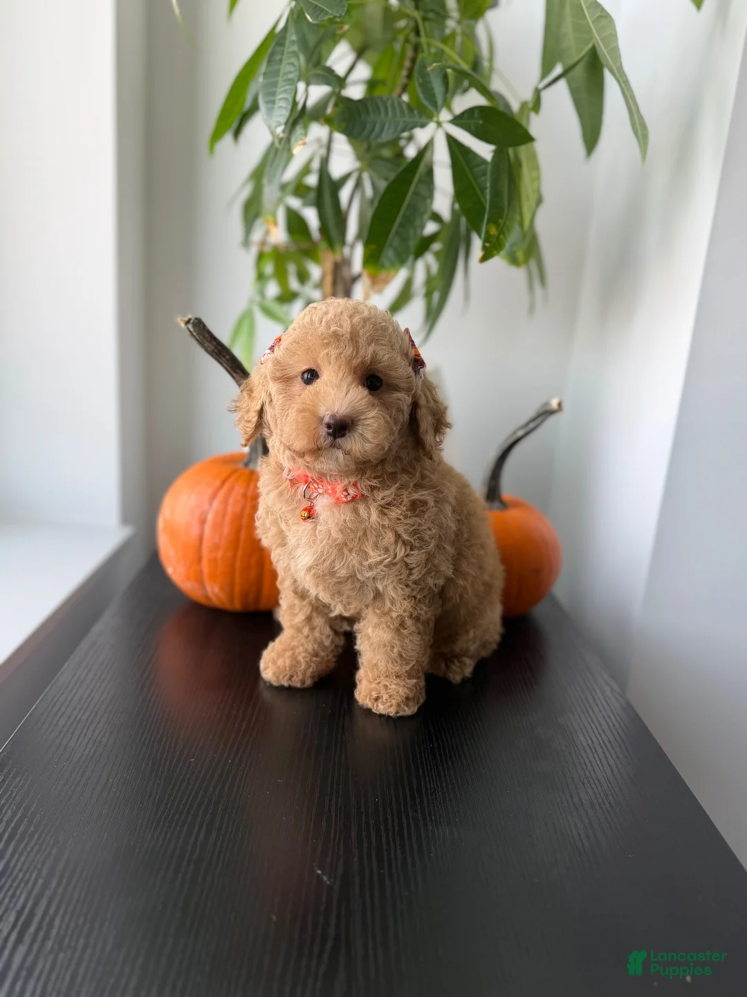 Toy Poodle dogs for sale: Teacup Nova - Ad 1