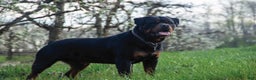 Rottweiler dogs for sale: Astra - Ad 3