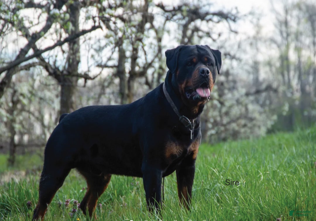 Rottweiler dogs for sale: Astra - Ad 3
