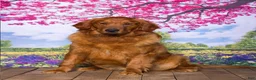 Golden Retriever dogs for sale: Tyler - Ad 5
