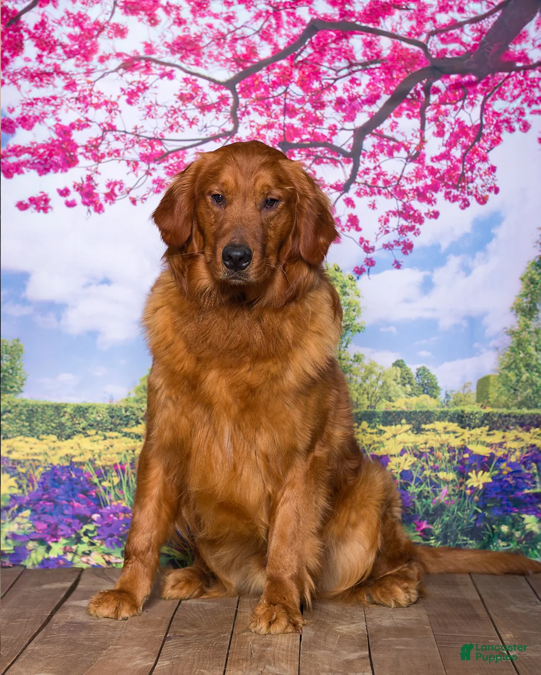 Golden Retriever dogs for sale: Tyler - Ad 5