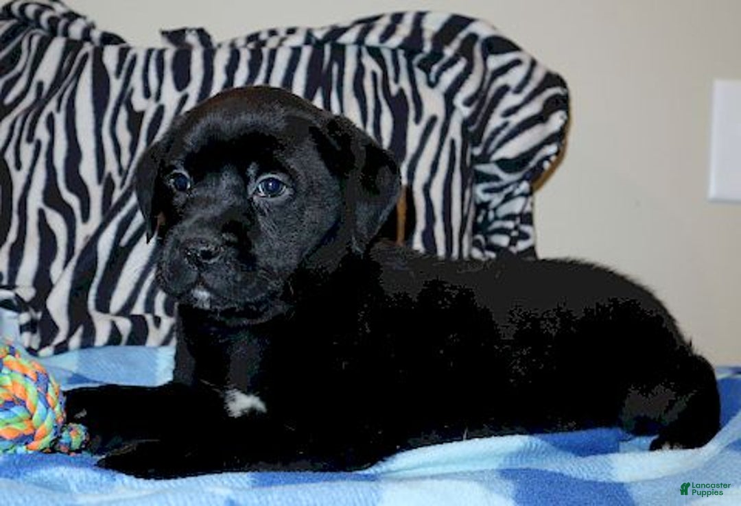 Mixed Breed dogs for sale: Harley  - Ad 1