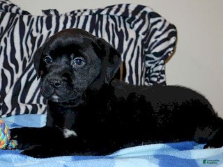 Mixed Breed dogs Harley - Ad 13