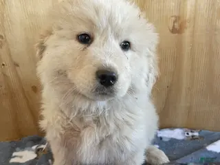 Great Pyrenees dogs Fonzie - Ad 15