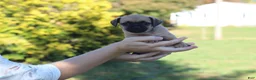 Jug dogs for sale: Bear - Ad 12