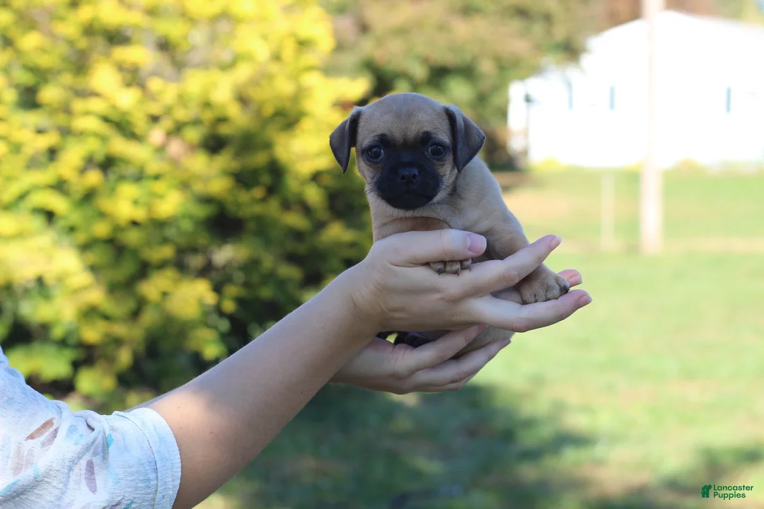 Jug dogs for sale: Bear - Ad 12