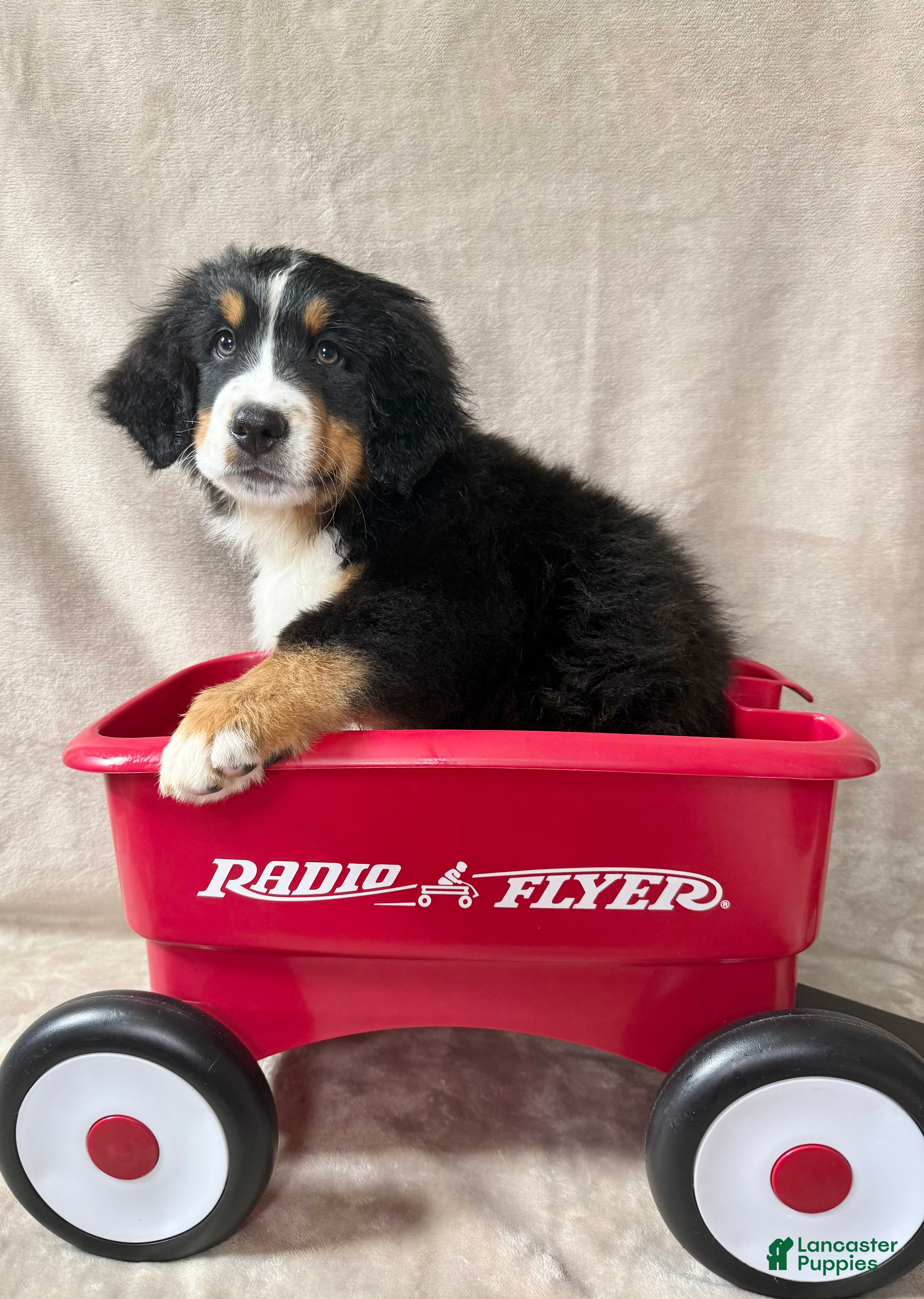 Bernese Mountain Dog dogs Squirt - Ad 22