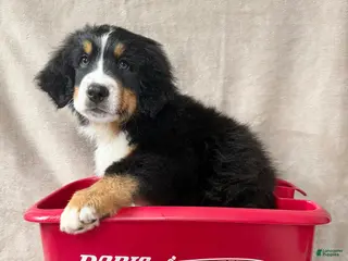 Bernese Mountain Dog dogs Squirt - Ad 14