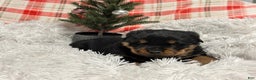 Rottweiler dogs for sale: Marshall - Ad 8