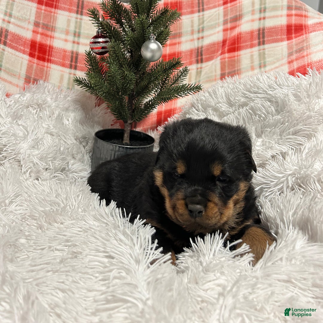 Rottweiler dogs for sale: Marshall - Ad 8