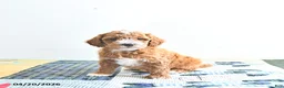 Mini Goldendoodle dogs for sale: Ethan - Ad 3
