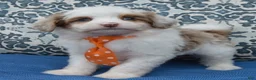 Mini Aussiedoodle dogs for sale: Mini Ace - Ad 1