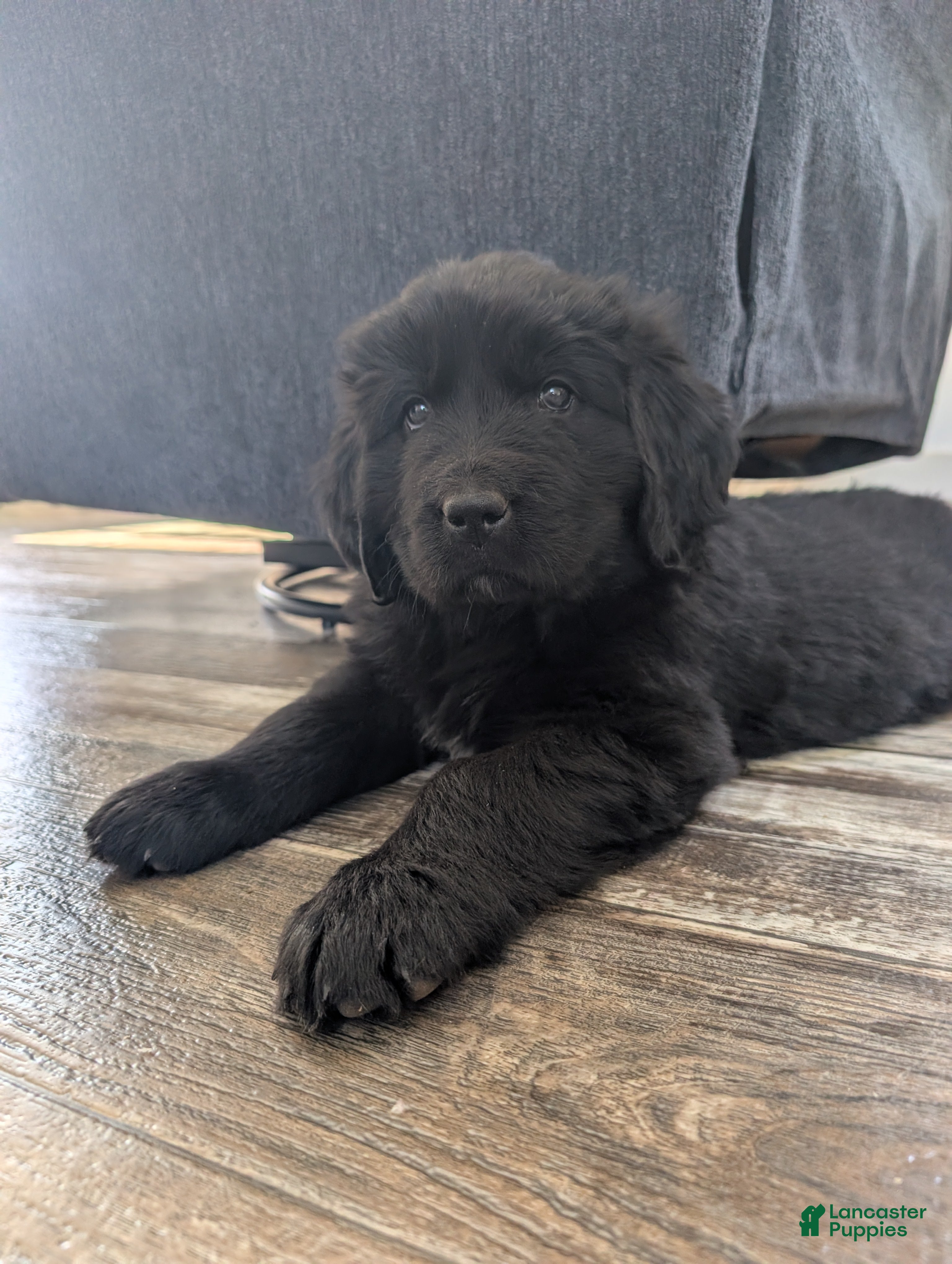 Newfoundland dogs Halo - Ad 9