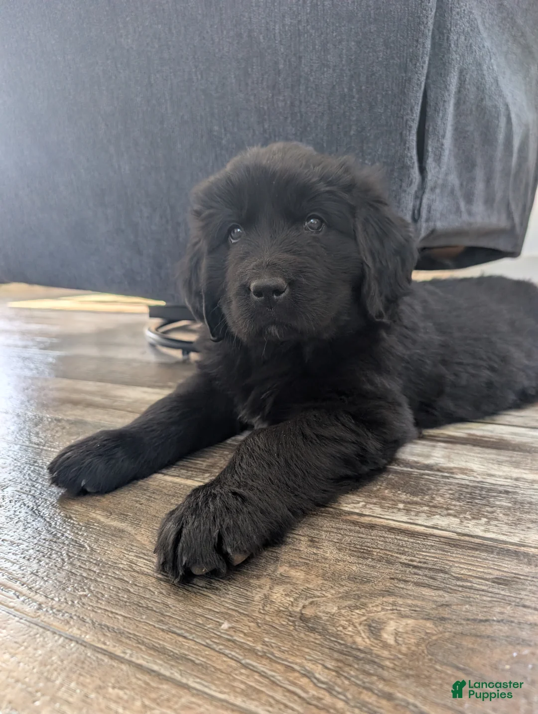 Newfoundland dogs for sale: Halo - Ad 1