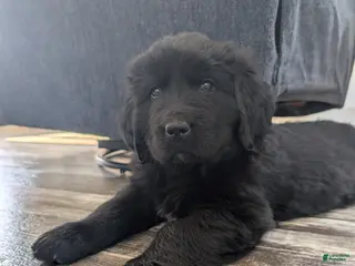 Newfoundland dogs Halo - Ad 21