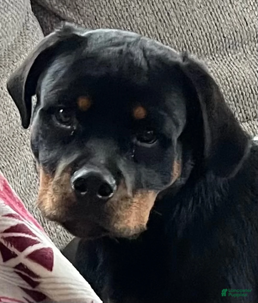 Rottweiler dogs for sale: Rottweiler 1 - Ad 36
