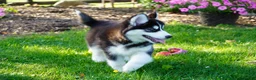 Siberian Husky dogs for sale: Stella - Ad 4