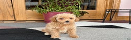 Maltipoo dogs for sale: Maltipoo Puppy 2 female - Ad 8