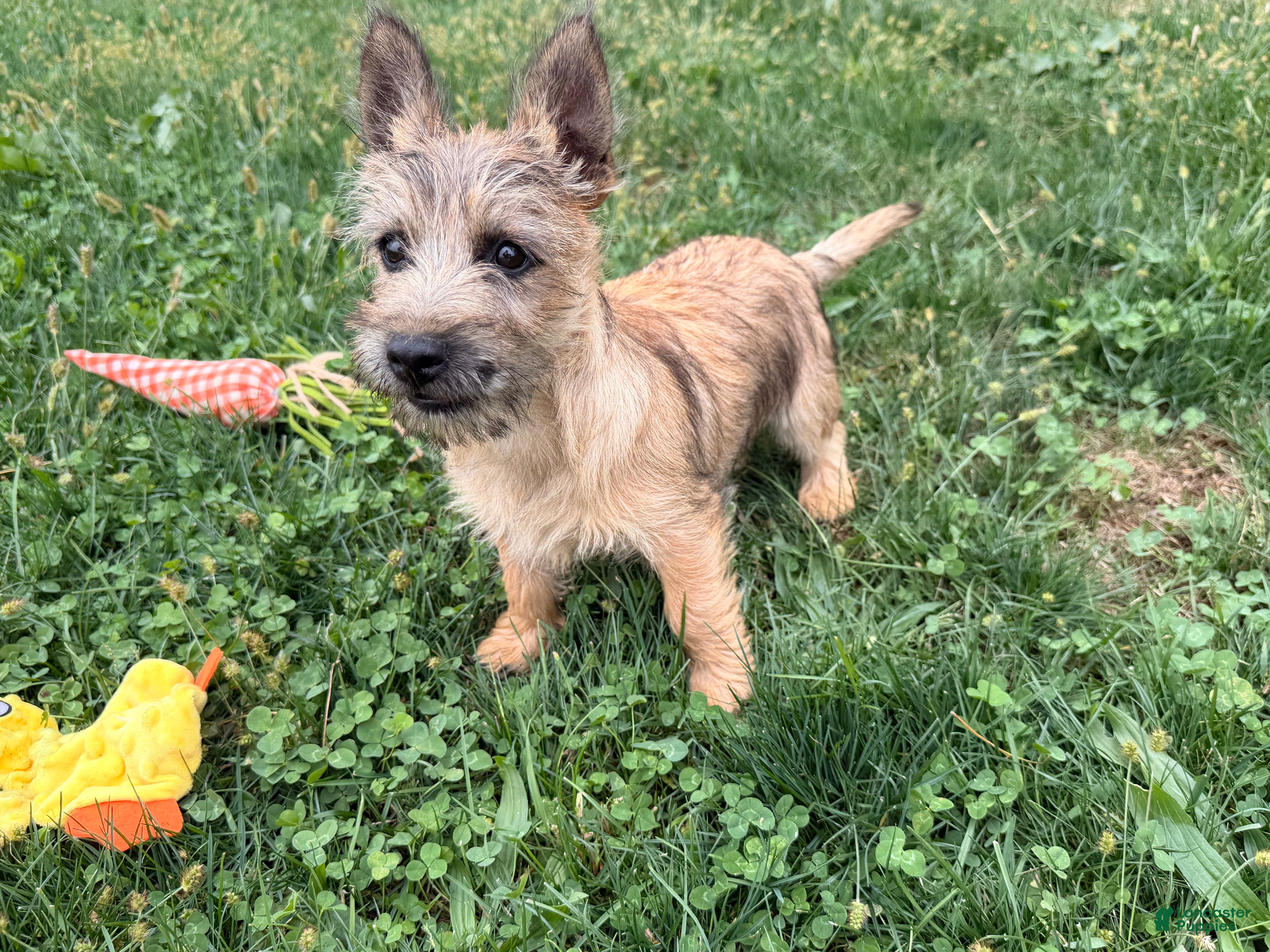 Cairn Terrier dogs for sale: Jenny - Ad 1