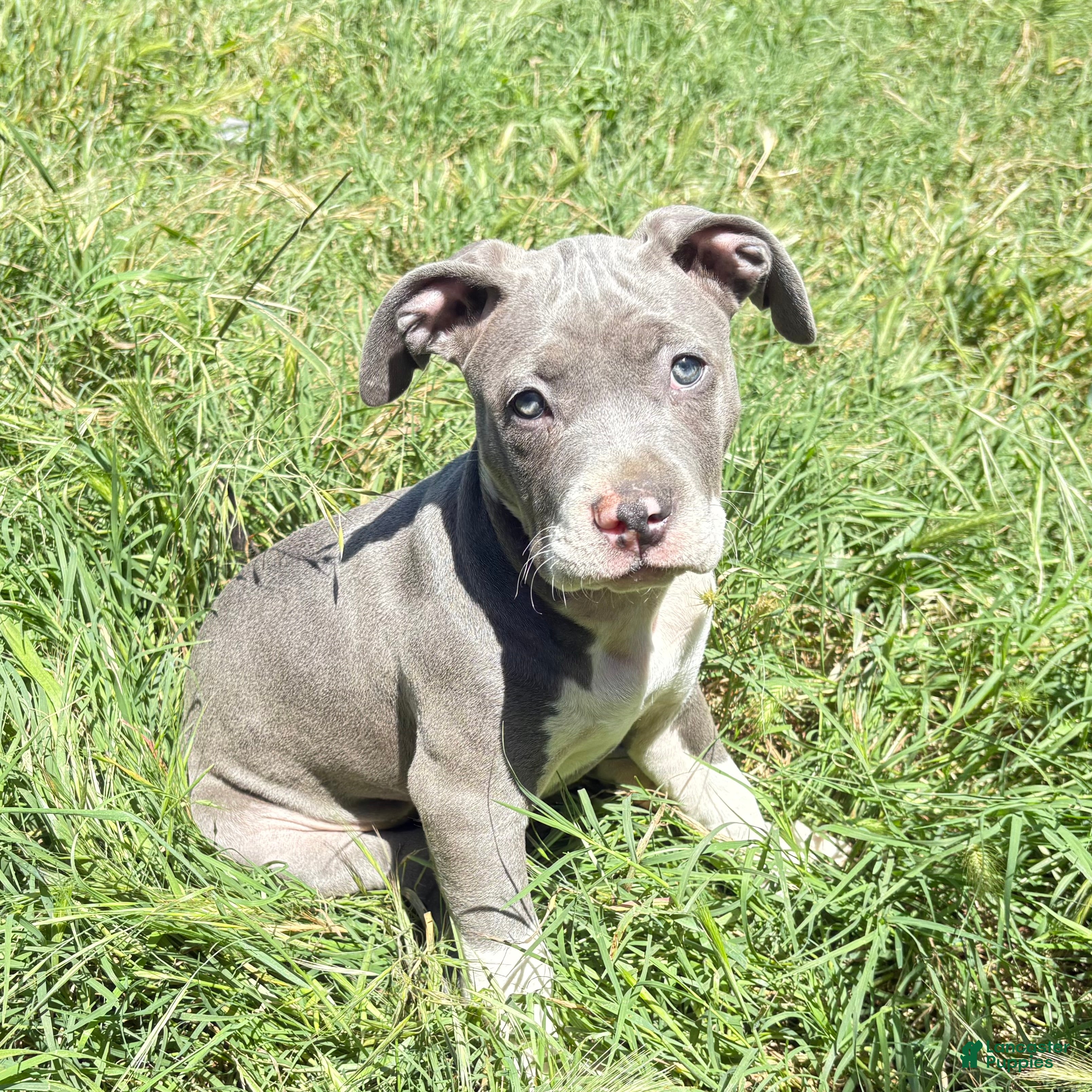 Mixed Breed dogs “Betsy” - Ad 31