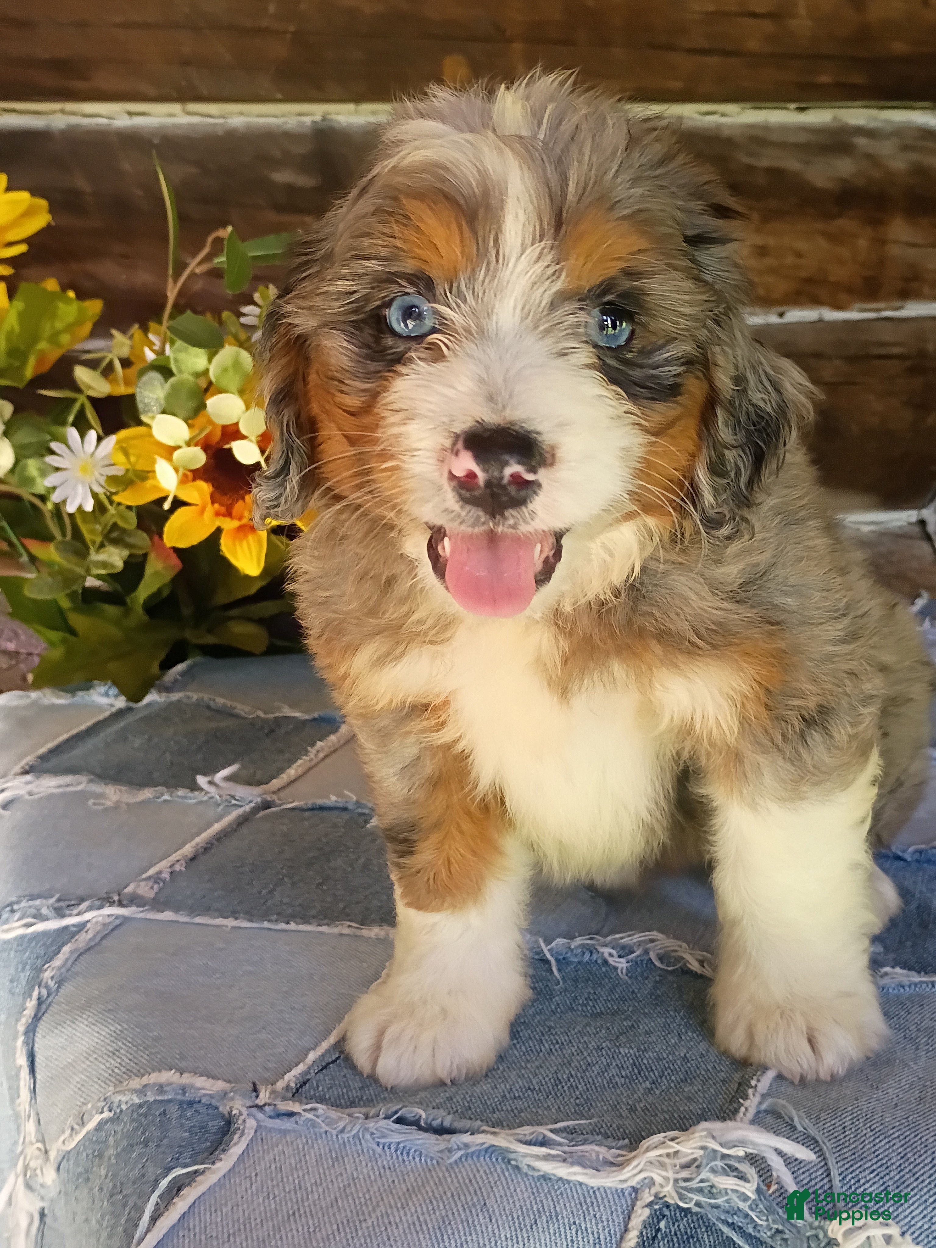 Mini Bernedoodle dogs Mini Bernedoodle 5 - Ad 1
