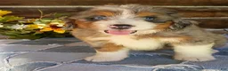 Mini Bernedoodle dogs for sale: Mini Bernedoodle 5 - Ad 1
