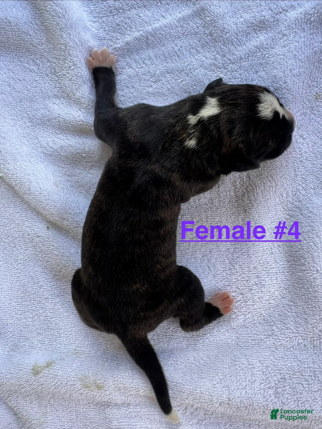 American Bulldog dogs for sale: American Bulldog Female #4 - Ad 2