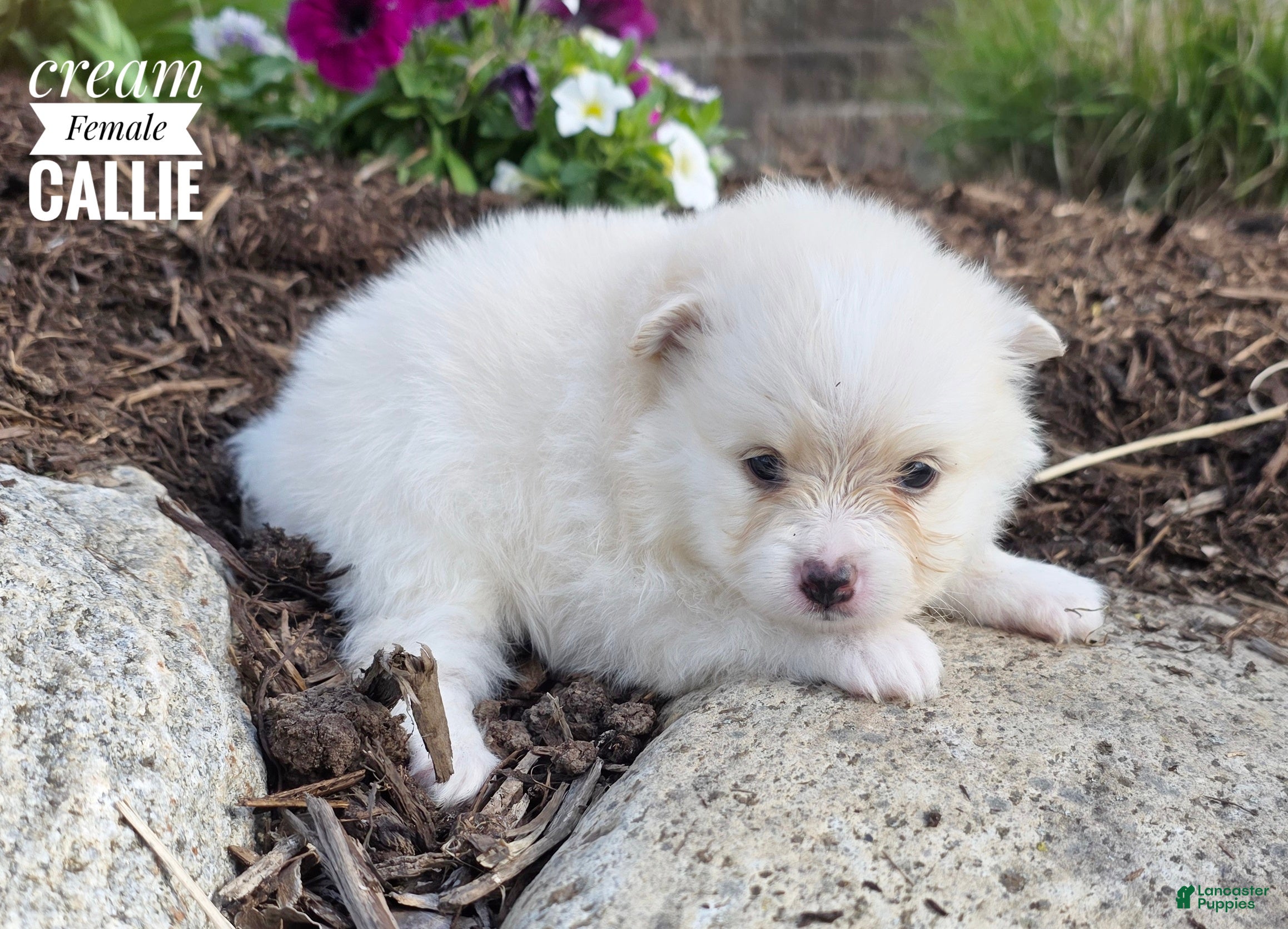 Pomeranian dogs Callie (Cream) - Ad 2