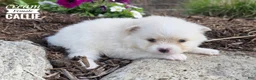 Pomeranian dogs for sale: Callie (Cream) - Ad 2