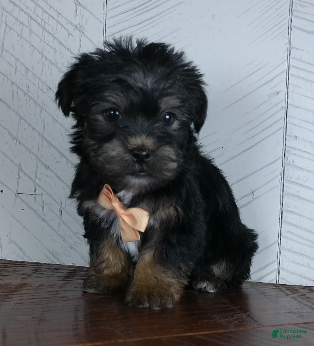 Shorkie dogs for sale: Bandit - Ad 5