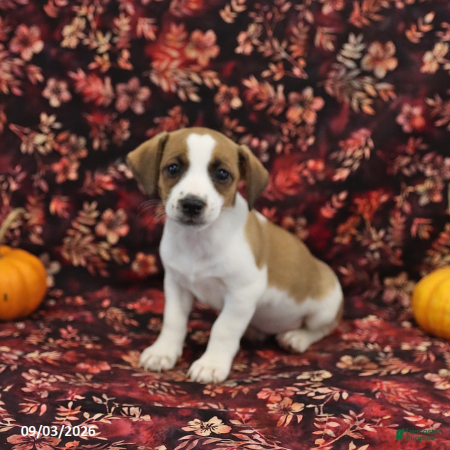 Jack Russell Terrier dogs Sandy - Ad 2