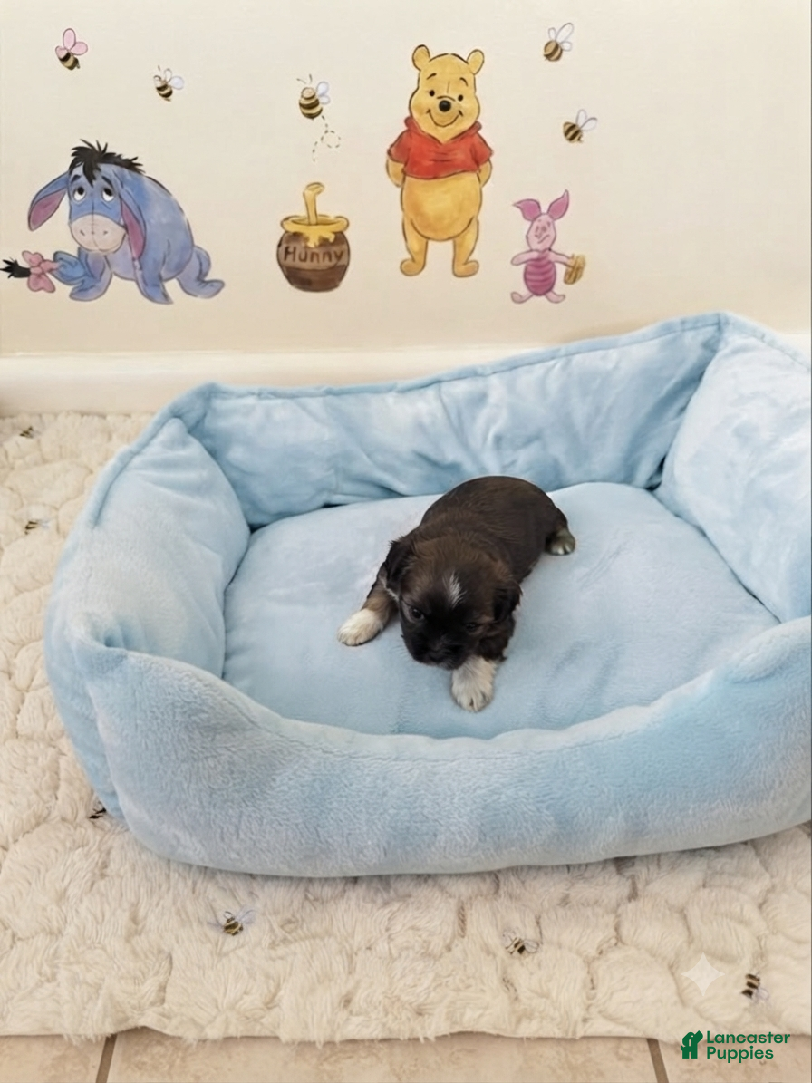 Shih Tzu dogs for sale: Pooh - Ad 11