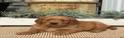 Golden Retriever dogs for sale: Bingo - Ad 2