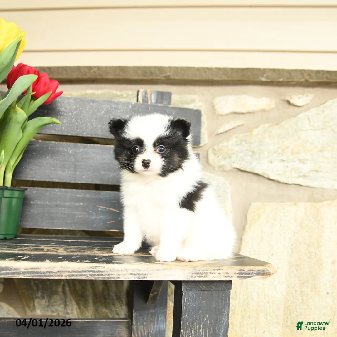 Pomeranian dogs for sale: Lawrence - Ad 2